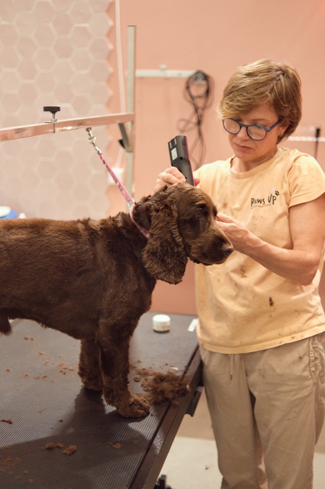 Groomer at work with a dog, content shoot for PawsUp